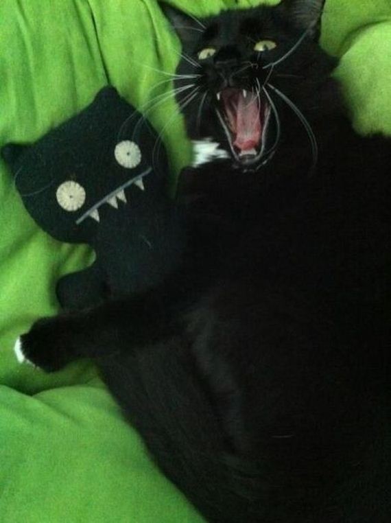funny-pictures-455
