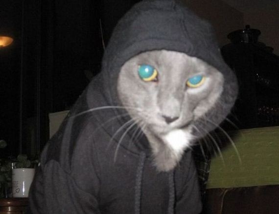 funny-pictures-455