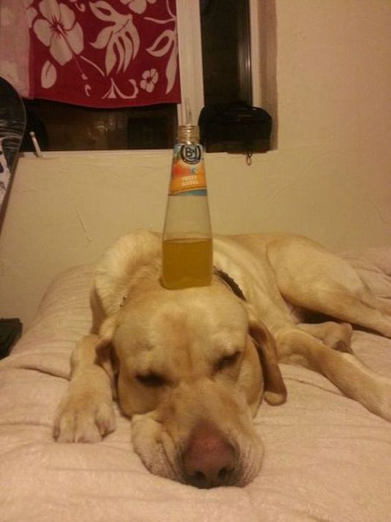 funny-pictures-456