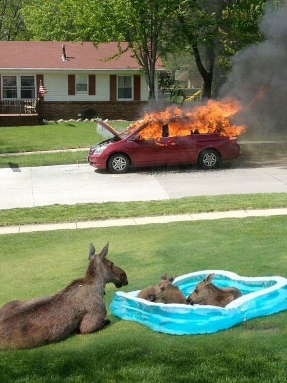 funny-pictures-456