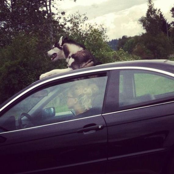 funny-pictures-457