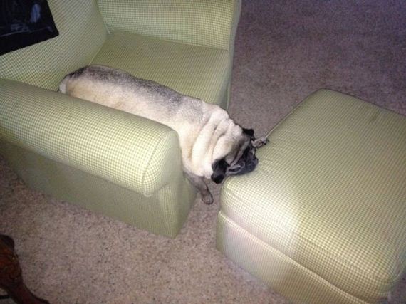 funny-pictures-457
