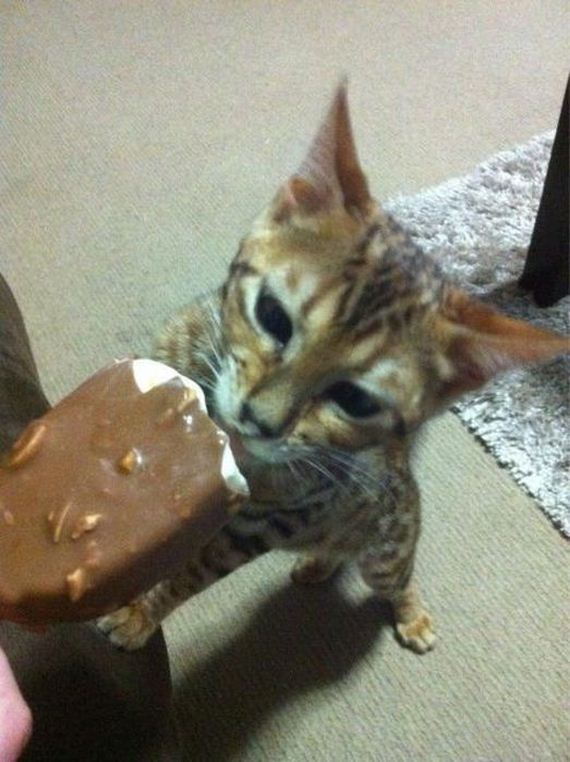 funny-pictures-457