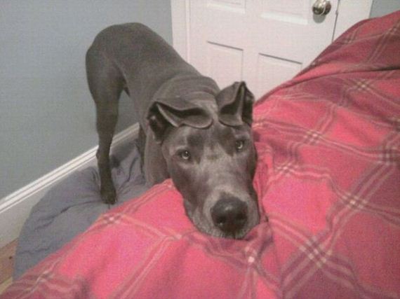 funny-pictures-457