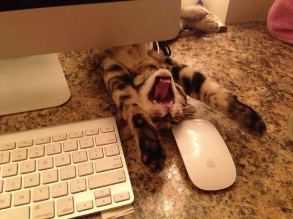 funny-pictures-458