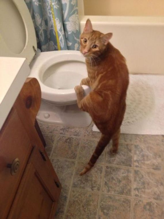 funny-pictures-459