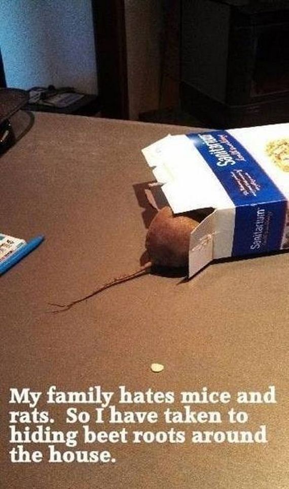 funny-pictures-459