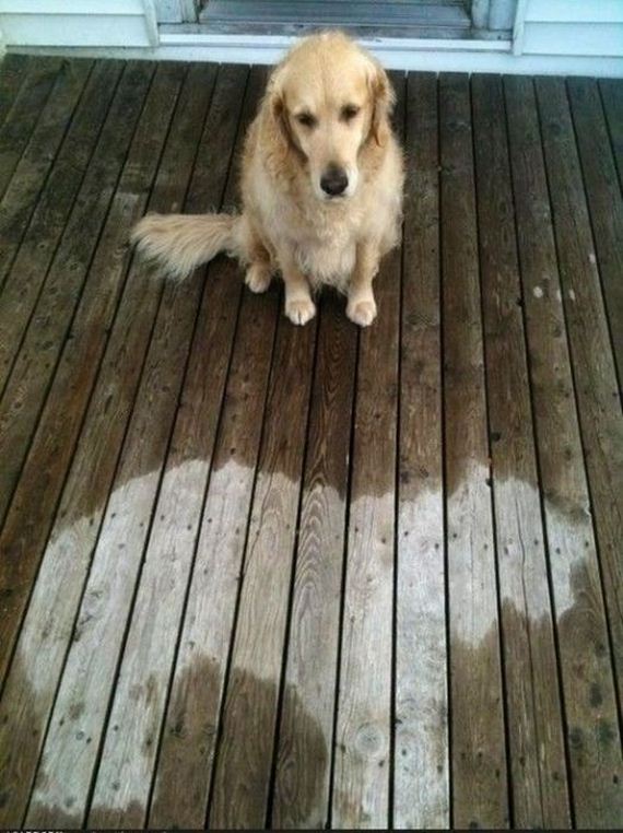 funny-pictures-459