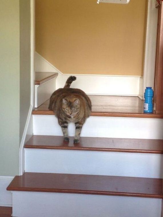 funny-pictures-459