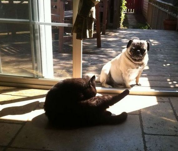 funny-pictures-459