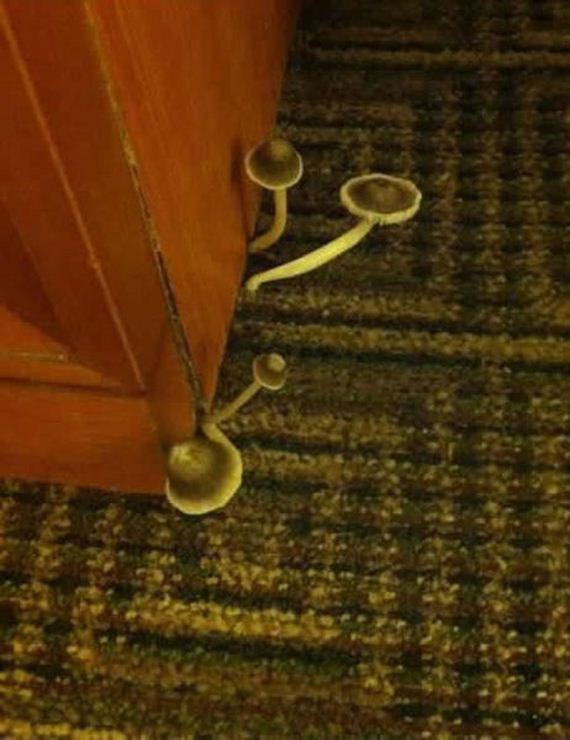 funny-pictures-460
