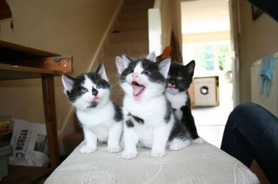 funny-pictures-460