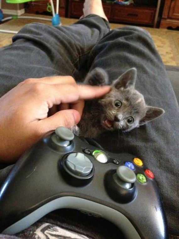 funny-pictures-460
