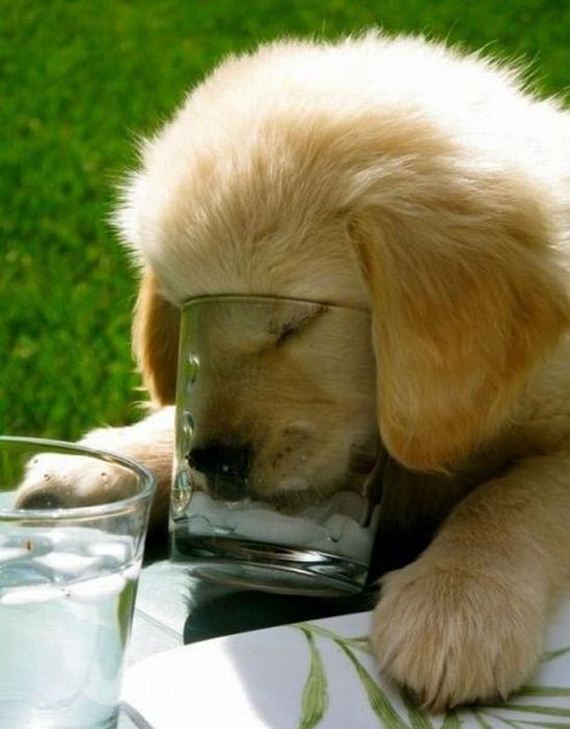 funny-pictures-460