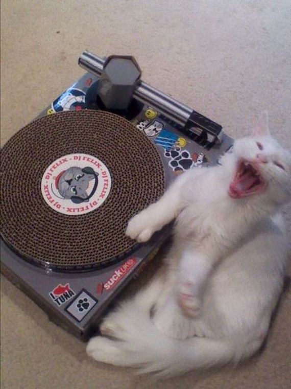 funny-pictures-460