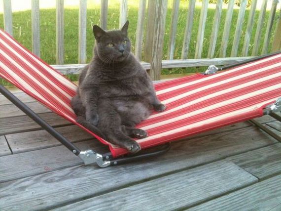 funny-pictures-460