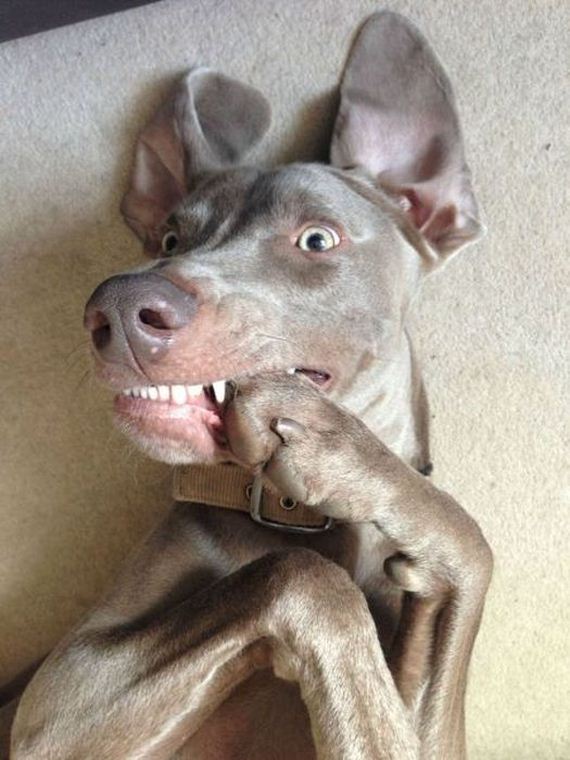 funny-pictures-461