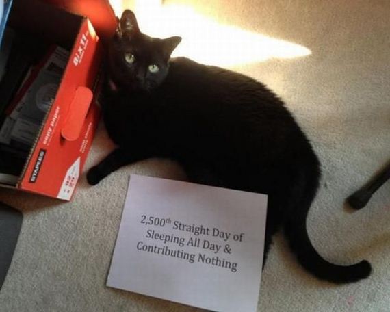 funny-pictures-461