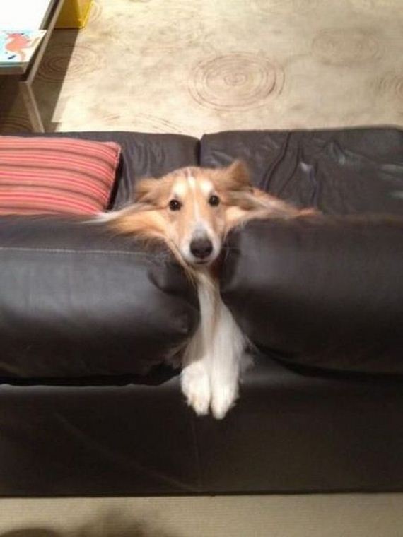 funny-pictures-462
