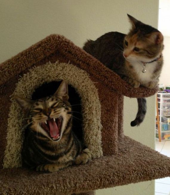 funny-pictures-463