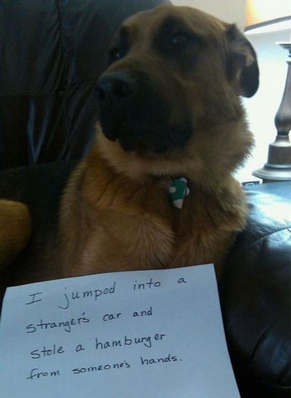 funny-pictures-463