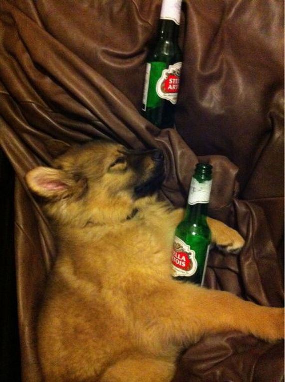 funny-pictures-463