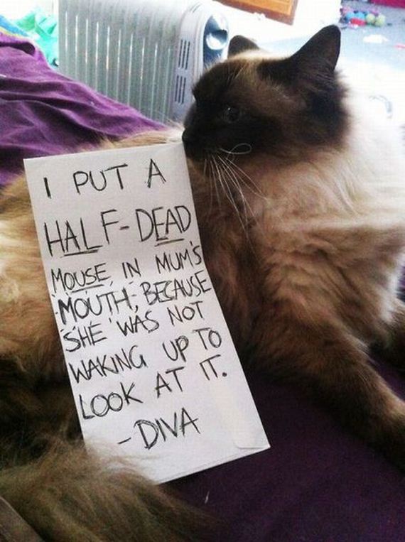 funny-pictures-463