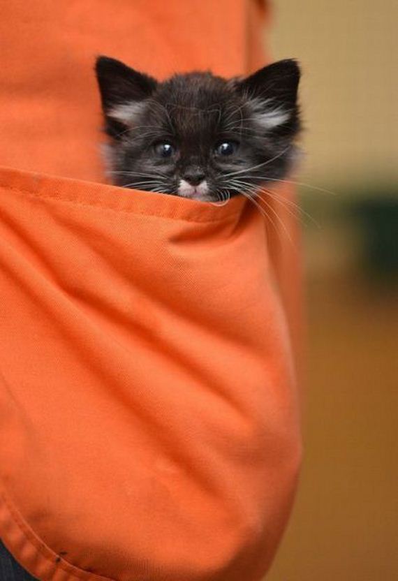 funny-pictures-463