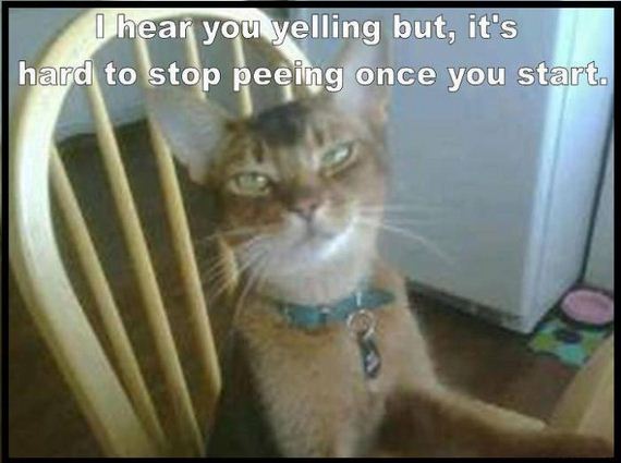 funny-pictures-463