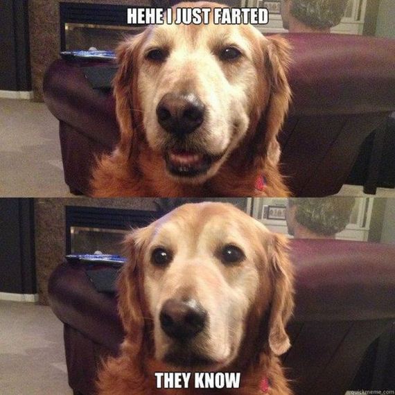 funny-pictures-463