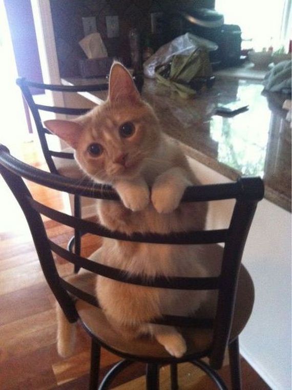 funny-pictures-465