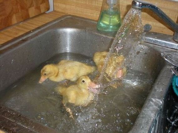funny-pictures-467