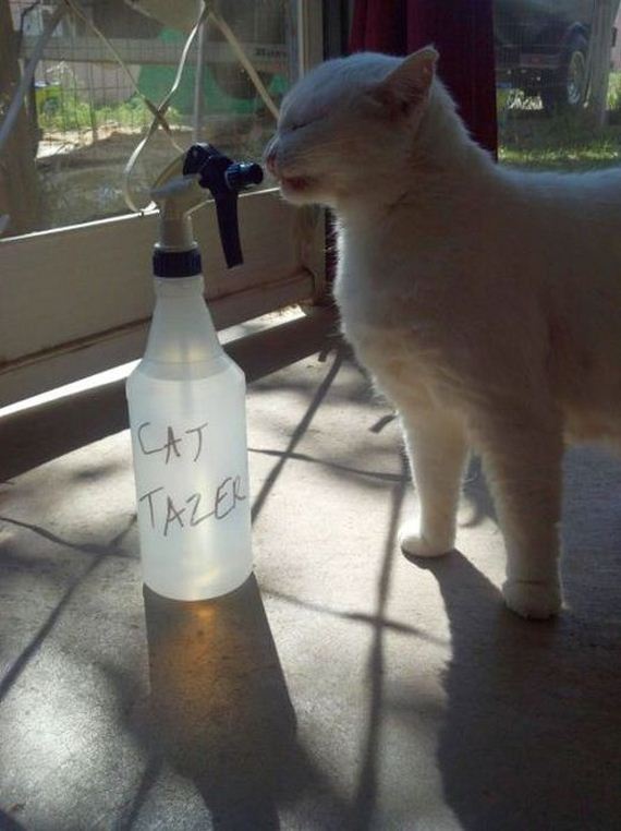 funny-pictures-467
