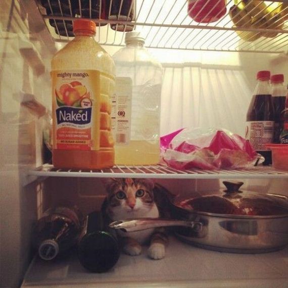 funny-pictures-467