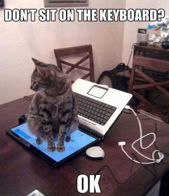 funny-pictures-468
