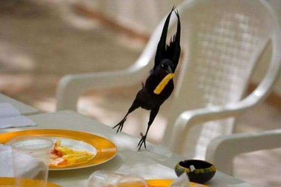 funny-pictures-468