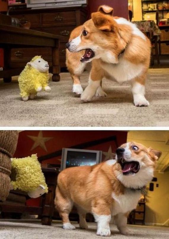 funny-pictures-469