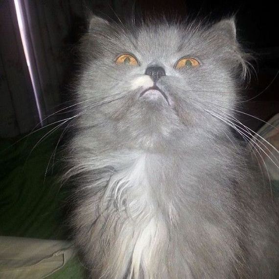 funny-pictures-469