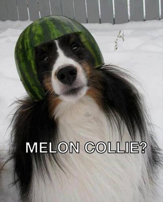 funny-pictures-469
