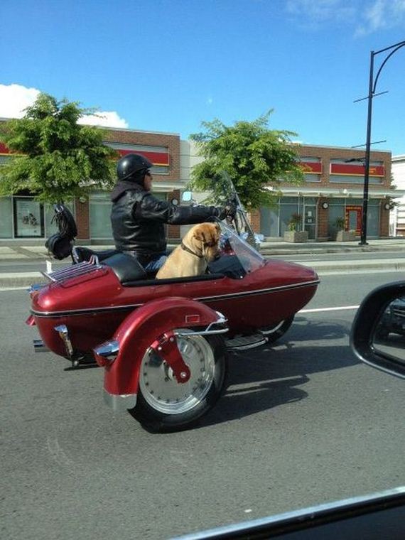 funny-pictures-471