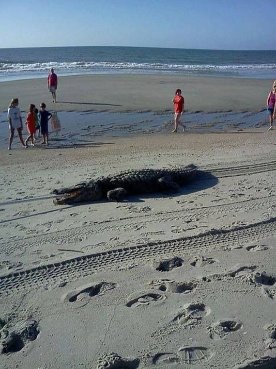 funny-pictures-472