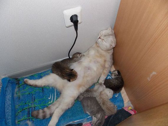 funny-pictures-472