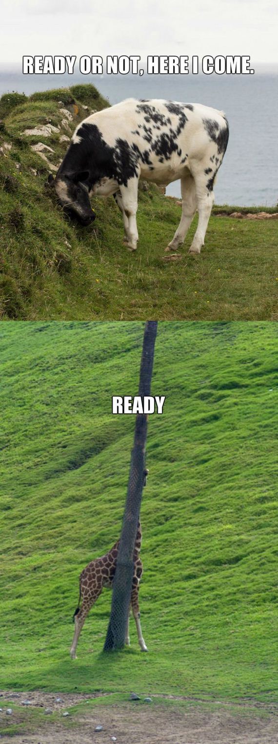 funny-pictures-474
