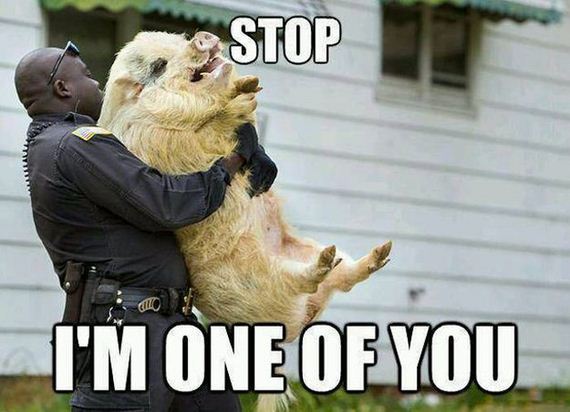 funny-pictures-474