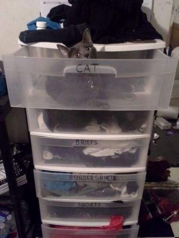 funny-pictures-474