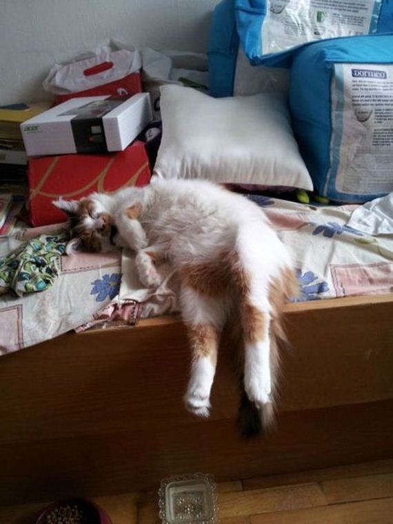 funny-pictures-474