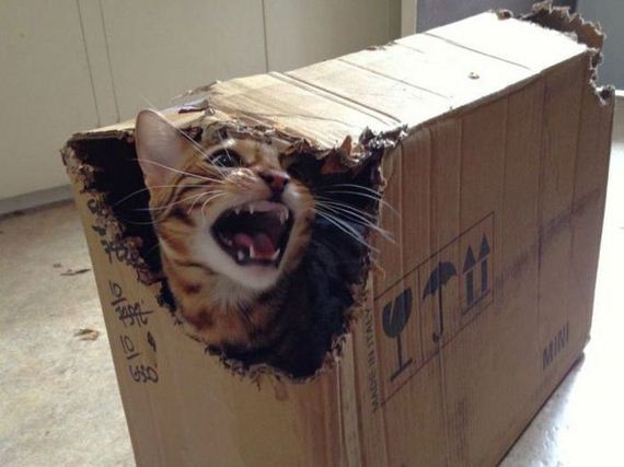 funny-pictures-476
