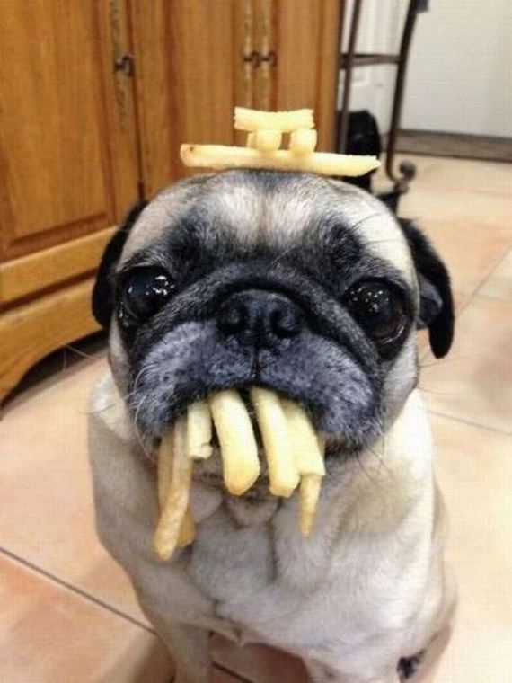 funny-pictures-476