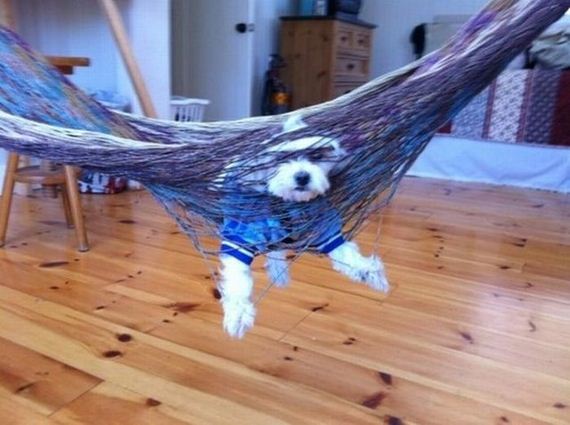 funny-pictures-476