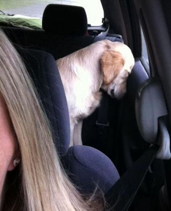 funny-pictures-476